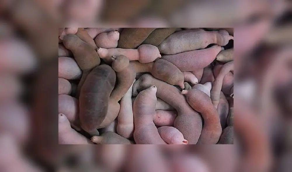 El ‘gusano gordo posadero’ considerado como un delicioso manjar vive en aguas pocos profundas de Japón, China y Corea. Foto: Difusión.