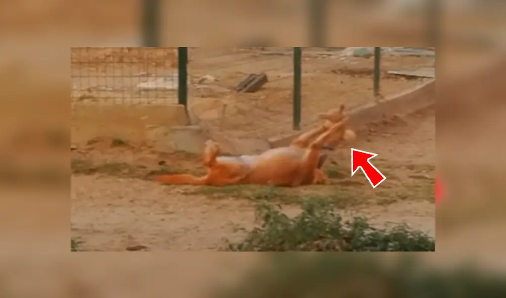 En Facebook, un joven acudió a un refugio de animales y quedó espantado al creer que un perro tenía un fuerte enfrentamiento. En Facebook, un joven acudió a un refugio de animales y quedó espantado al creer que un perro tenía un fuerte enfrentamiento.