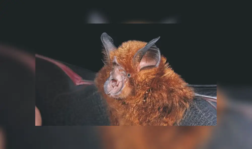 El rhinolophus ferrumequinum, más conocido como murciélago de herradura, es portador de varios tipos de coronavirus.