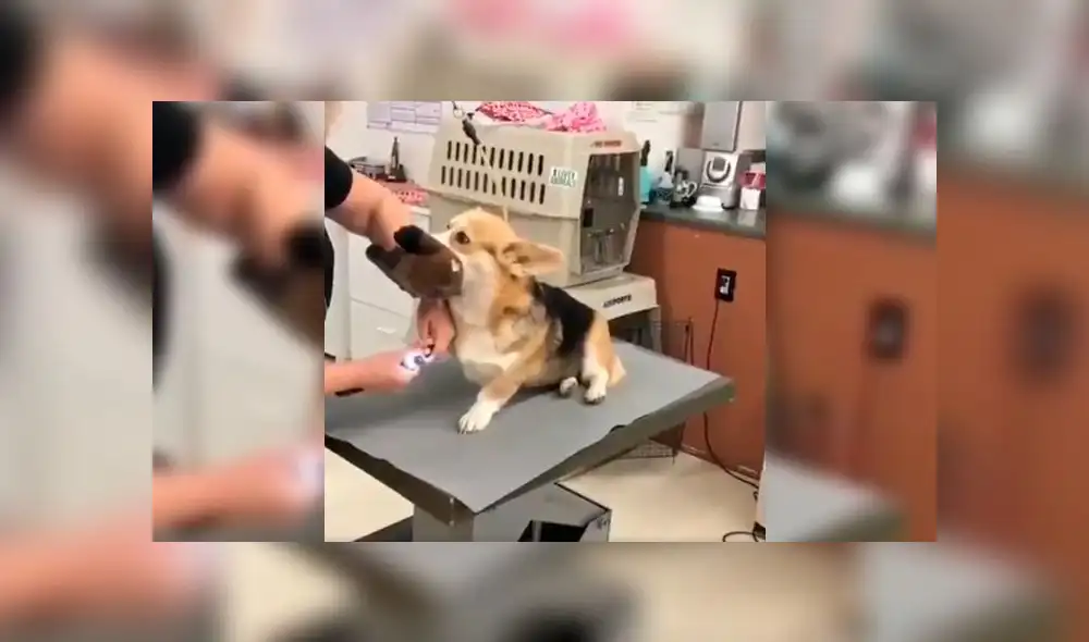 Desliza a la izquierda para ver la tierno gesto de este can. Foto: Captura. Desliza a la izquierda para ver la tierno gesto de este can. Foto: Captura.