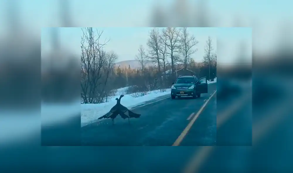Desliza las imágenes para observar el fuerte enfrentamiento entre dos pavos en mitad de la carretera. Desliza las imágenes para observar el fuerte enfrentamiento entre dos pavos en mitad de la carretera.