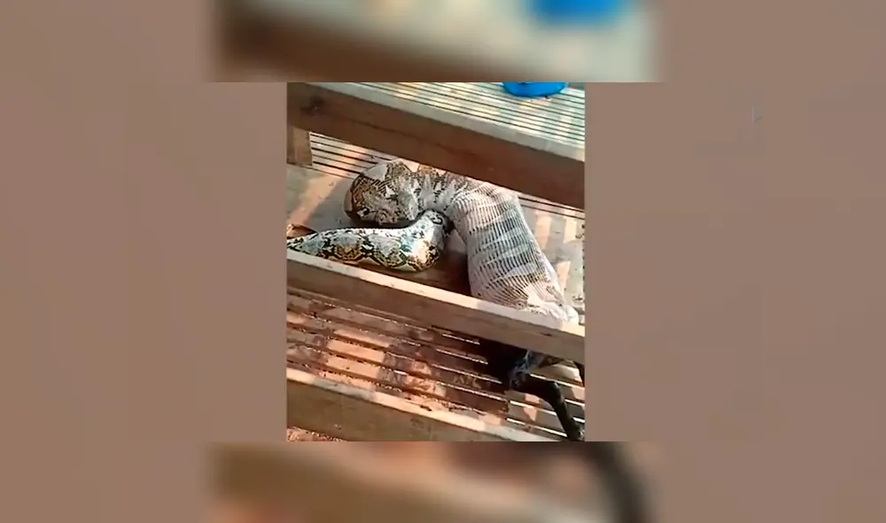 Un video viral de YouTube muestra el preciso instante en que una serpiente pitón regurgita a enorme cabra.