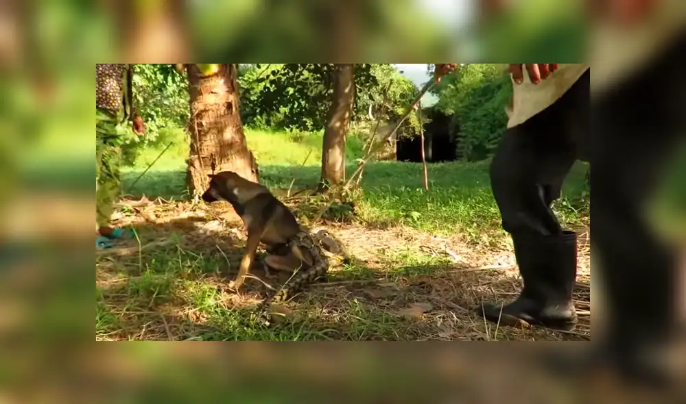 YouTube viral: graban a anaconda a punto de comerse un perro, pero dos 'ángeles' lo rescatan [VIDEO]