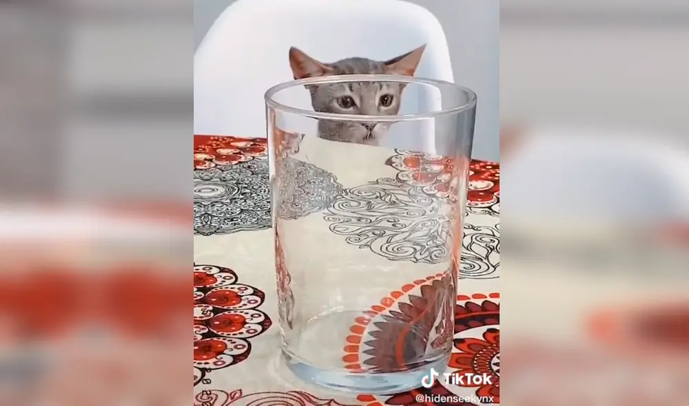 viral - tiktok - animales viral - tiktok - animales