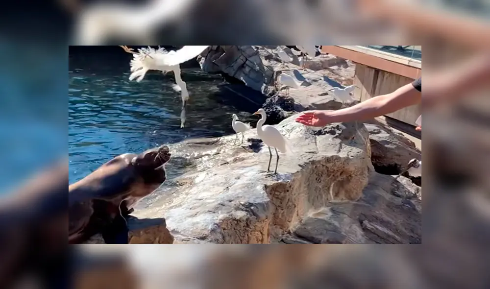 En YouTube, un turista se acercó al recinto de unos lobos marinos y no imaginó que tendría una divertida experiencia. En YouTube, un turista se acercó al recinto de unos lobos marinos y no imaginó que tendría una divertida experiencia.