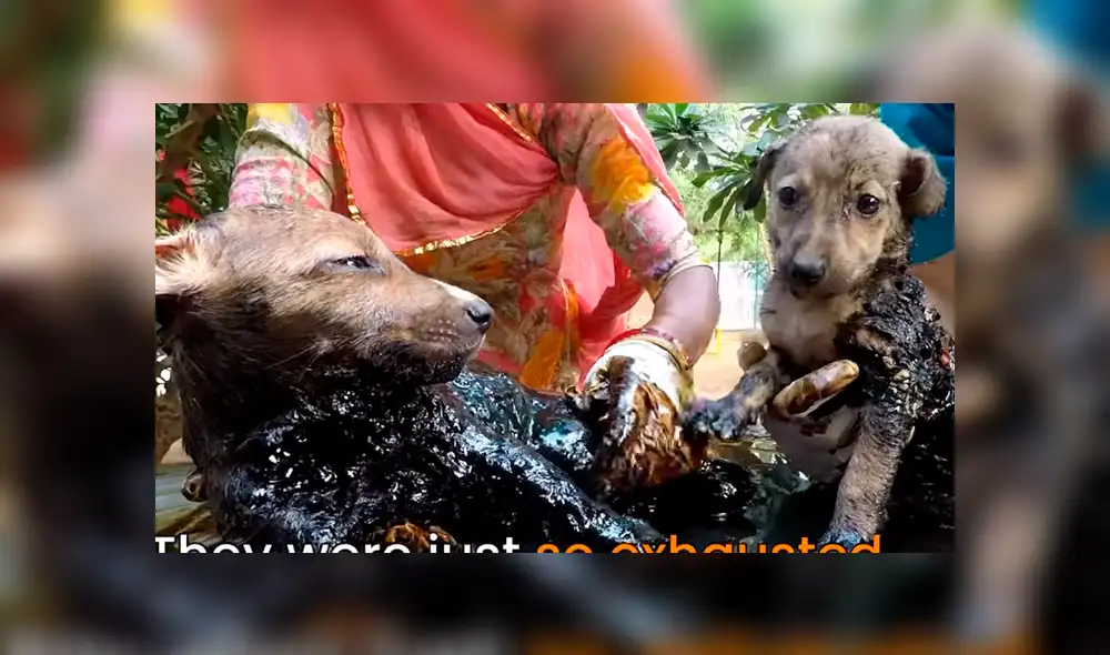 Desliza hacia la izquierda para ver el radical cambio de aspecto de un perro callejero que se volvió viral en Facebook.