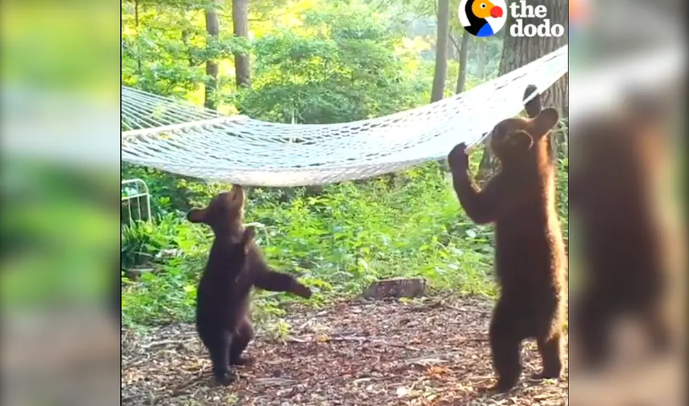 Desliza hacia la izquierda para ver las divertidas imágenes de Bertha y sus crías. Foto: captura de YouTube