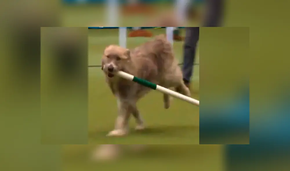 Vía Facebook. El desobediente can decidió jugar en la pista en vez de hacerle caso a su entrenadora. Vía Facebook. El desobediente can decidió jugar en la pista en vez de hacerle caso a su entrenadora.