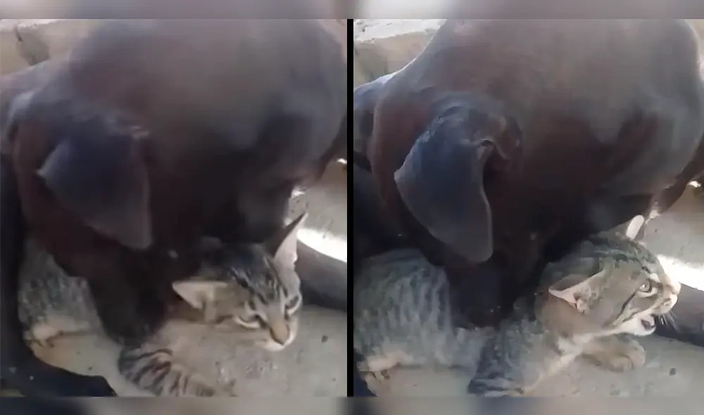 YouTube: pitbull protagoniza el viral más hermoso que verás en Internet [VIDEO]