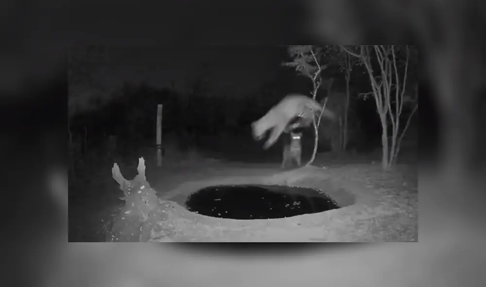 Un leopardo tuno una divertida reacción al ser asustado por otro animal de su misma especie. Foto: YouTube Un leopardo tuno una divertida reacción al ser asustado por otro animal de su misma especie. Foto: YouTube