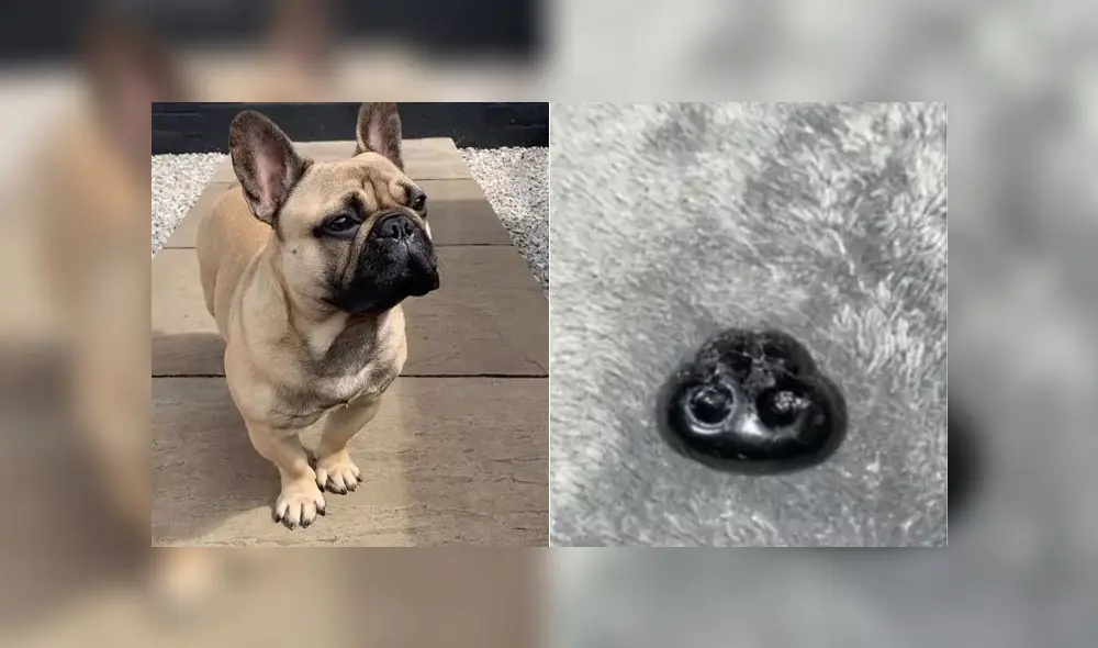 Jade Murray se llevó el susto de su vida mientras jugaba con su perro. Foto: Difusión Jade Murray se llevó el susto de su vida mientras jugaba con su perro. Foto: Difusión