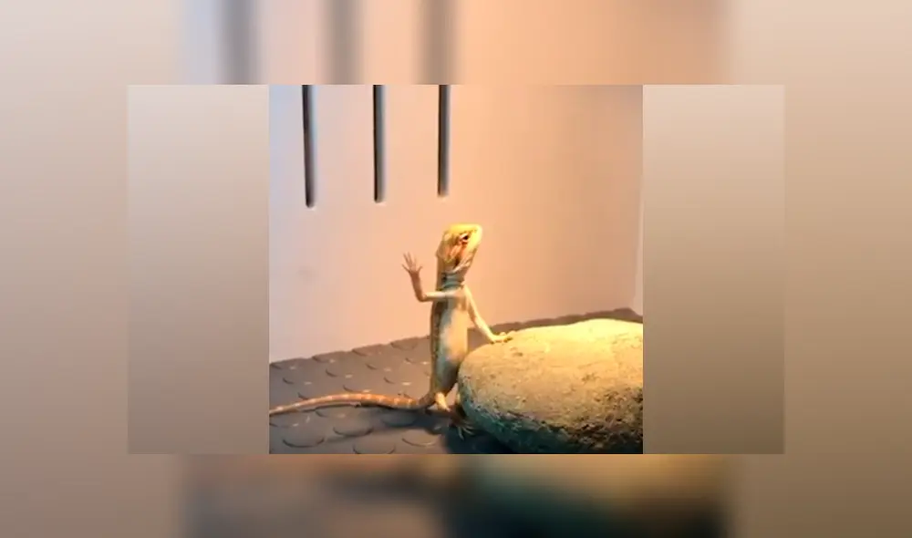 Desliza hacia la izquierda para ver la increíble habilidad del reptil para meditar. (Foto: captura)