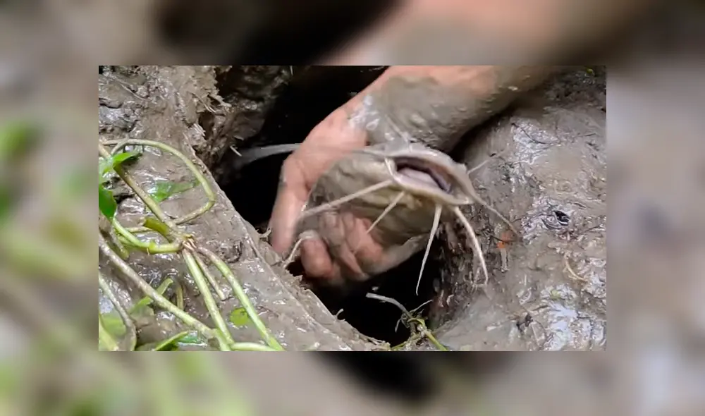 En Facebook, un pescador compartió el misterioso hallazgo que hizo dentro de un hoyo de barro. En Facebook, un pescador compartió el misterioso hallazgo que hizo dentro de un hoyo de barro.