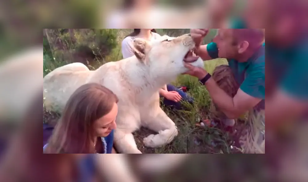 Dos turistas ingresaron a recinto de leona para tomarse fotografías. Dos turistas ingresaron a recinto de leona para tomarse fotografías.