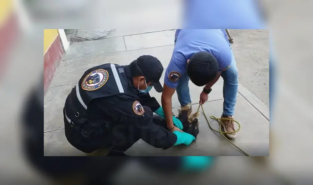 Foto: Difusión. Foto: Difusión.