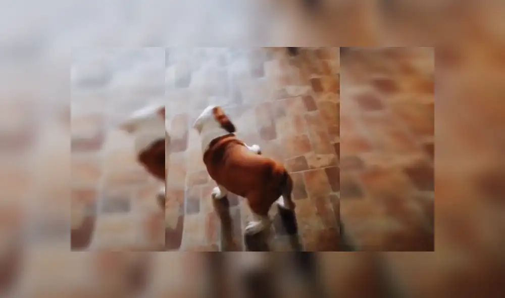 Desliza las imágenes para ver más detalles de esta divertida escena que es viral en TikTok. Desliza las imágenes para ver más detalles de esta divertida escena que es viral en TikTok.