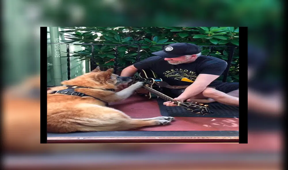 Facebook: "perro mariachi" sorprende al tocar la guitarra y se vuelve viral [VIDEO]