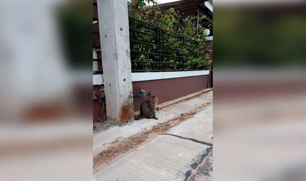 Desliza las imágenes para conocer la curiosa historia de un gatito que apareció en su hogar con una deuda. Fotos: Facebook Desliza las imágenes para conocer la curiosa historia de un gatito que apareció en su hogar con una deuda. Fotos: Facebook