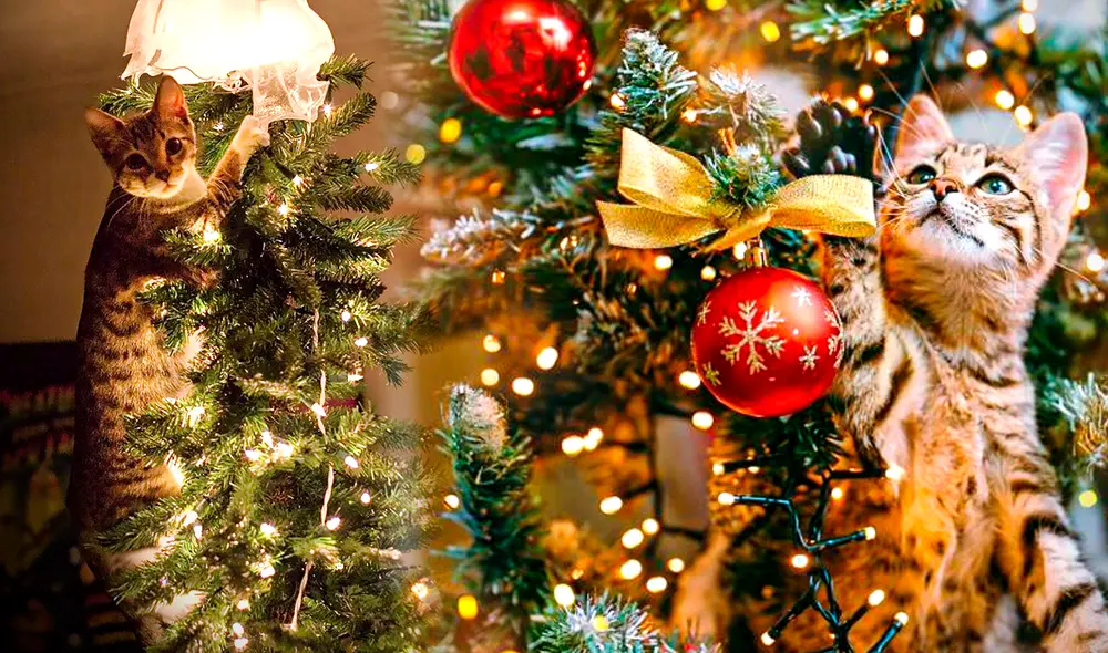 Foto: composición Gerson Cardoso/El Tiempo Foto: composición Gerson Cardoso/El Tiempo