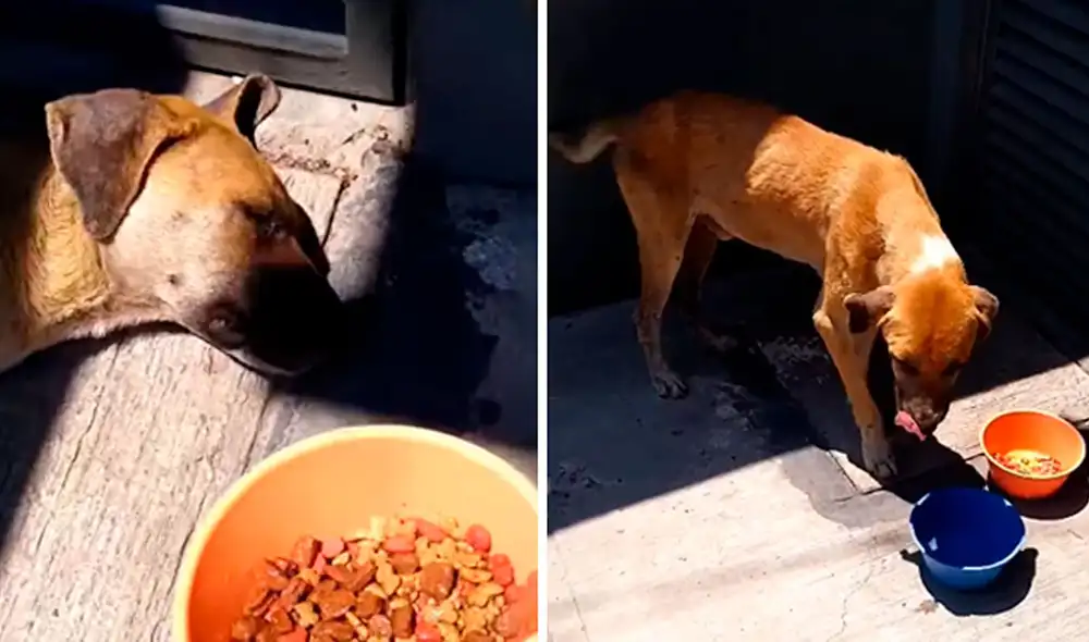 Desliza las imágenes para conocer el noble gesto que tuvo un joven al toparse con un indefenso perro en la calle. Fotocaptura: Facebook/ TikTok.