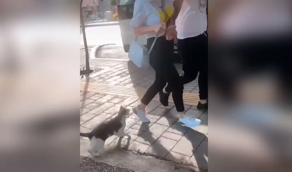 Desliza las imágenes para descubrir la curiosa acción de un gato cuando las personas pasan por su lado. Foto: captura de TikTok