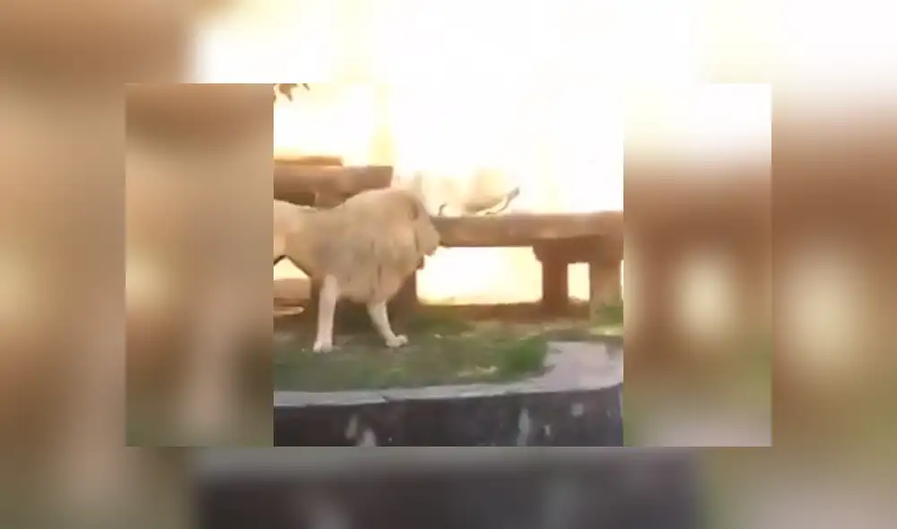 YouTube viral: ingeniosa madre usa gran truco para que su hijo no vea a dos leones en momento íntimo [VIDEO]