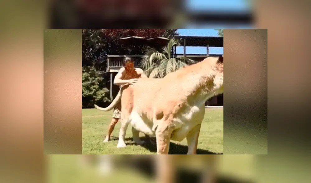 YouTube viral: Tigresa y león tienen cría considerada el felino más grande del mundo [VIDEO]