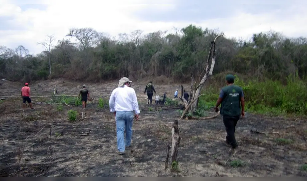 Voluntarios plantan más de 3 mil árboles nativos en Puno 
