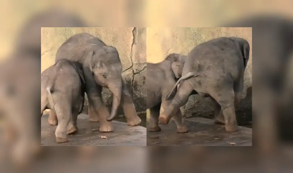 YouTube viral: elefante tiene miedo al agua y su hermano menor le hace una terrible broma [VIDEO]