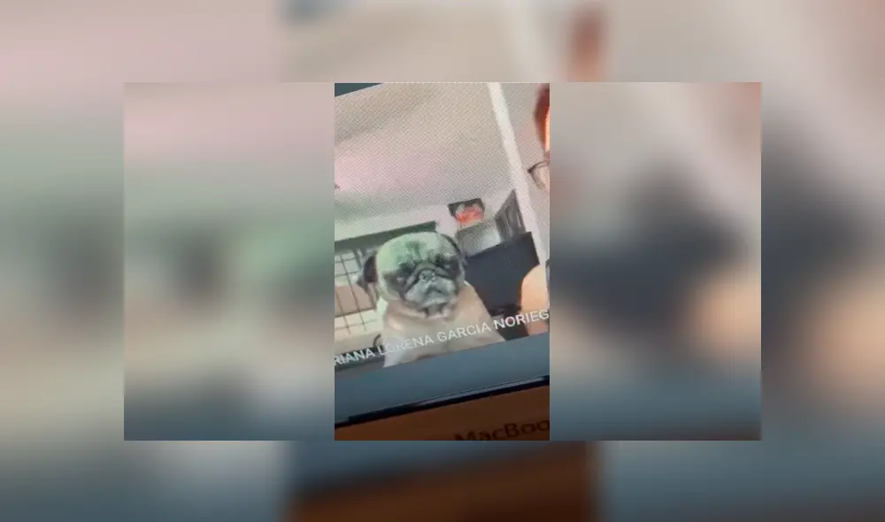Desliza las imágenes para conocer la travesura de un perro al interrumpir la clase virtual de su dueña. Foto: The Pug. Desliza las imágenes para conocer la travesura de un perro al interrumpir la clase virtual de su dueña. Foto: The Pug.