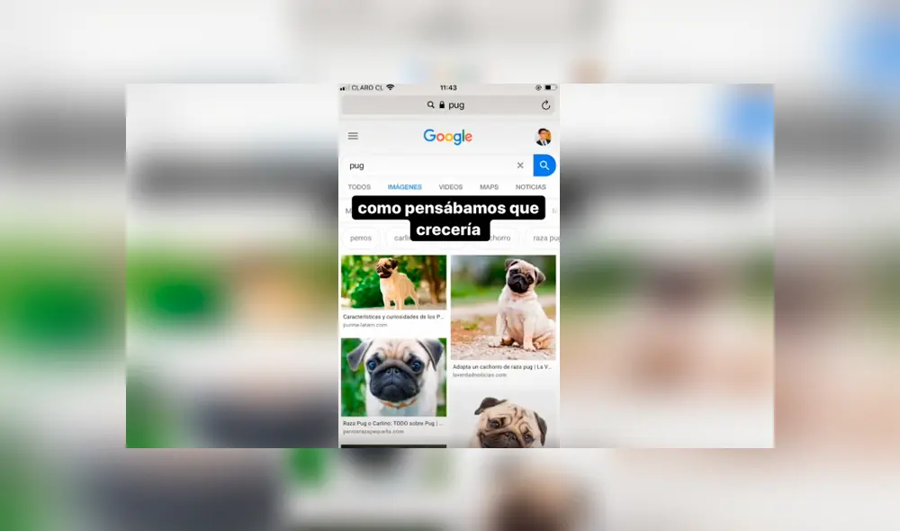 Desliza las imágenes hacia la izquierda para conocer la verdadera raza de un perro que adoptó una joven. Desliza las imágenes hacia la izquierda para conocer la verdadera raza de un perro que adoptó una joven.