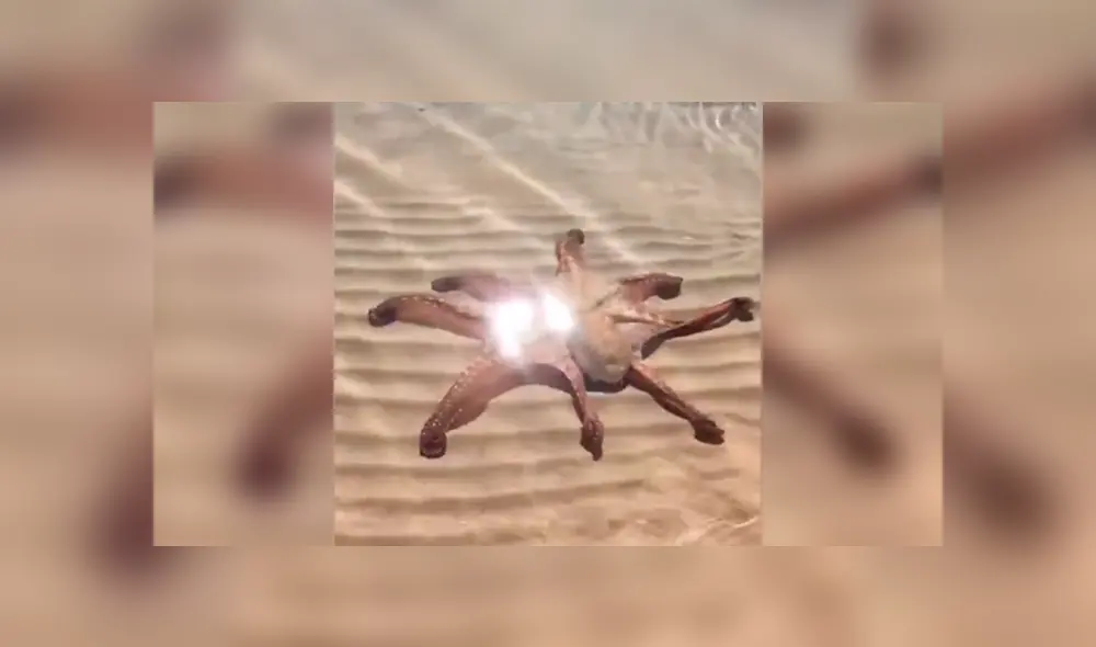 Desliza a la izquierda par ver el aspecto de este pulpo que ha sorprendido a los usuarios de Facebook. Foto: Captura.