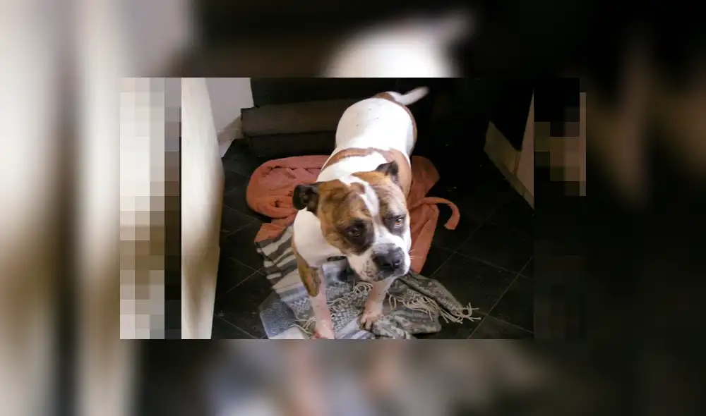 Mujer celebra con una lata de cerveza tras admitir que cometió crueldad animal con su mascota [FOTOS] 