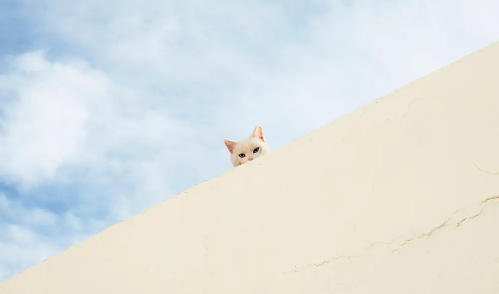 Facebook - animales - Gato Facebook - animales - Gato