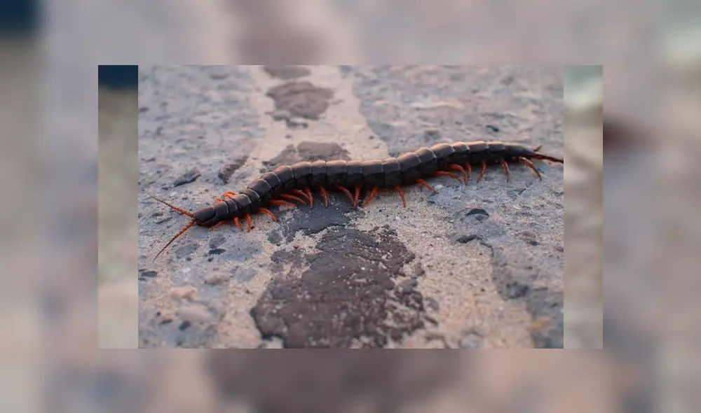 YouTube viral: halla extraña criatura retorciéndose de dolor en la tierra y queda impactado al descubrir qué es [VIDEO]