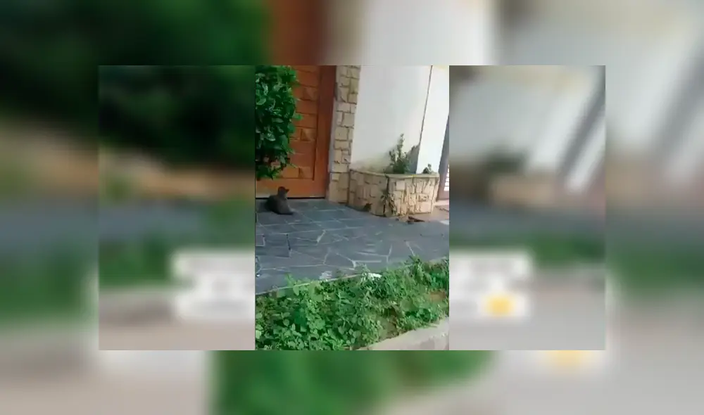 Desliza las imágenes hacia la izquierda para conocer la historia de un travieso gato que tenía una ‘doble vida’. Fotocaptura: Facebook.