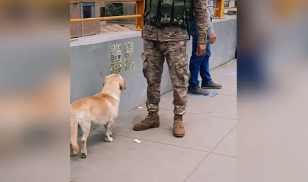 Desliza las imágenes para ver más detalles sobre esta conmovedora escena protagonizada por un perro callejero y un soldado peruano. Foto: captura de TikTok Desliza las imágenes para ver más detalles sobre esta conmovedora escena protagonizada por un perro callejero y un soldado peruano. Foto: captura de TikTok