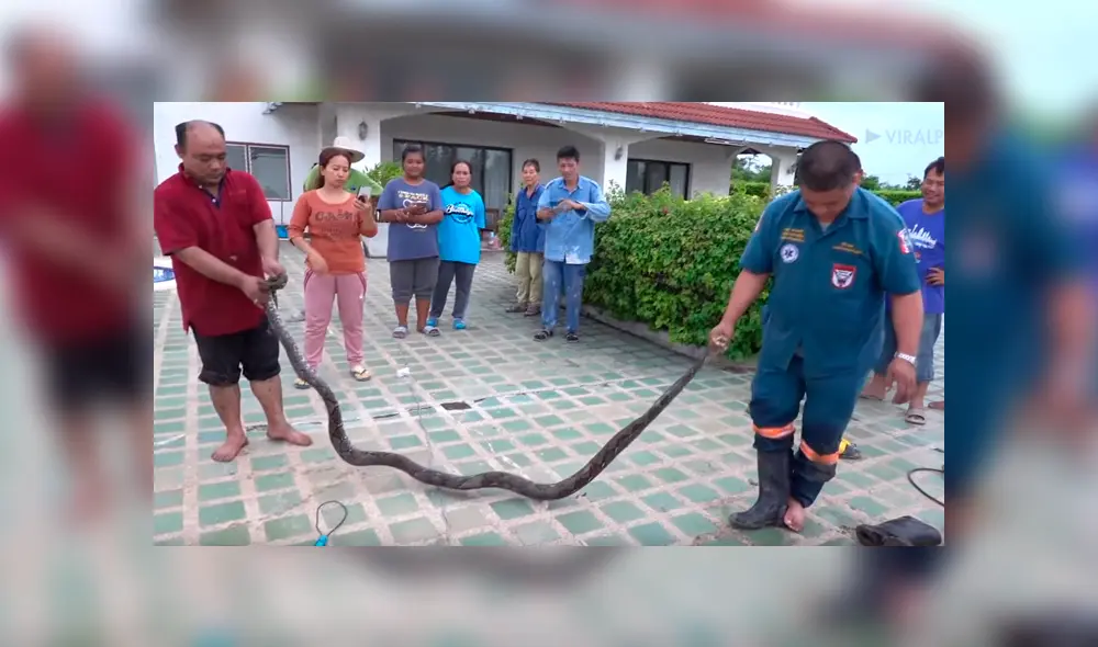 Señor se mete a alcantarilla y encuentra un peligroso animal que se retuerce en tubería [VIDEO] 
