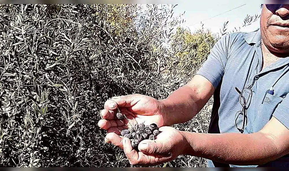 Piden promover la aceituna. Piden promover la aceituna.