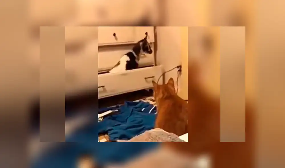 Facebook viral: Gato escucha raros sonido provenientes del clóset y cuando se acerca descubre algo curioso [VIDEO]  