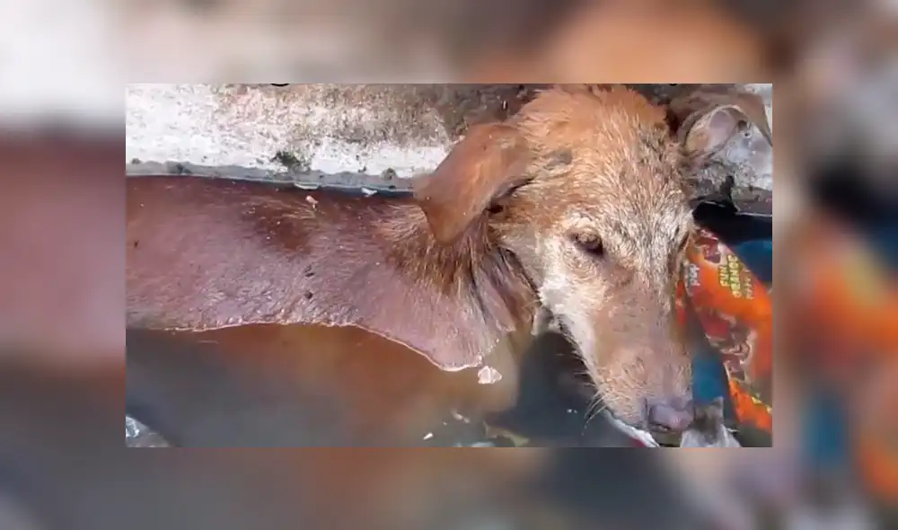 YouTube viral: perrita enferma espera que la muerte se la lleve hasta que un 'ángel' lo cambió todo [VIDEO]