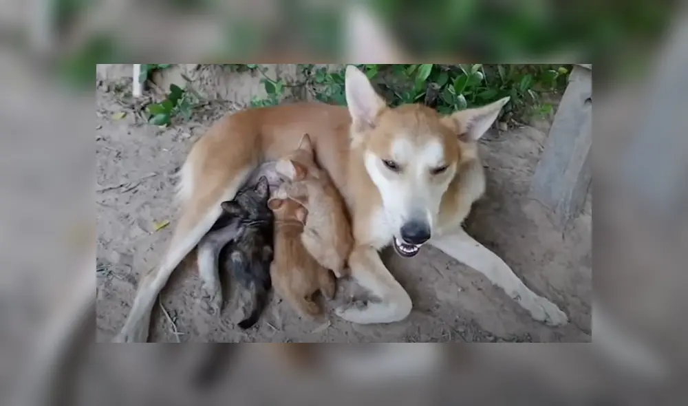 Desliza hacia la izquierda para ver las imágenes del tierno viral de Facebook.