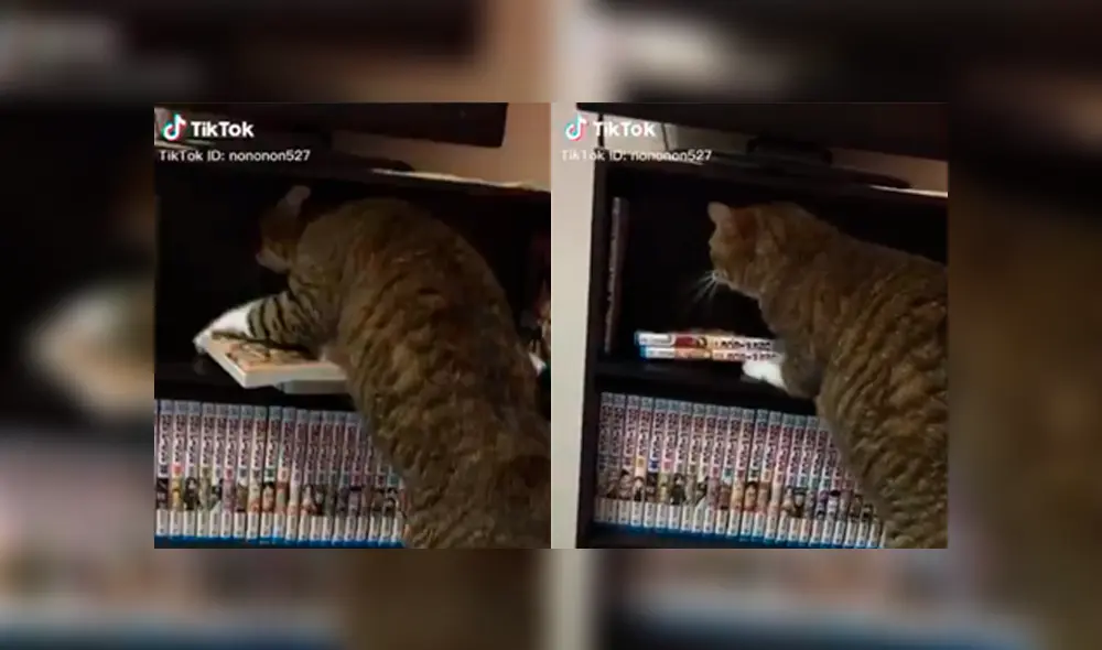 Desliza a la izquierda para ver el nuevo viral de Facebook que ha hecho reír a miles de usuarios. Foto: Captura.