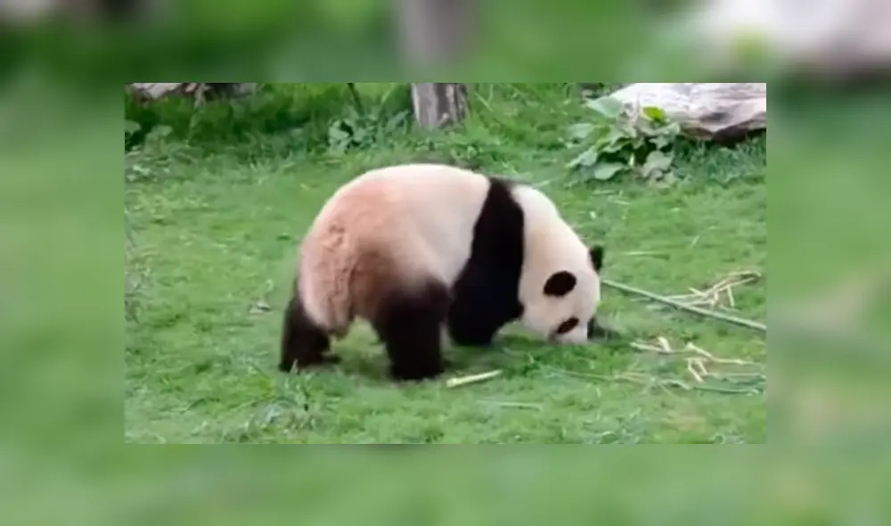 En Facebook, los usuarios compararon a un oso panda con el personaje de la famosa cinta animada.