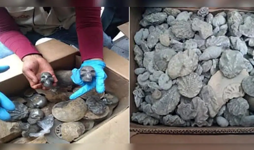 Cusco: 646 fósiles paleontológicos eran vendidos en feria del distrito de Machupicchu Cusco: 646 fósiles paleontológicos eran vendidos en feria del distrito de Machupicchu