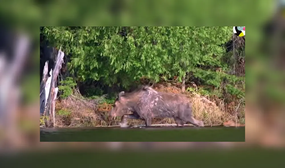 Desliza hacia la izquierda para ver las imágenes del viral de YouTube. Foto: El Dodo.