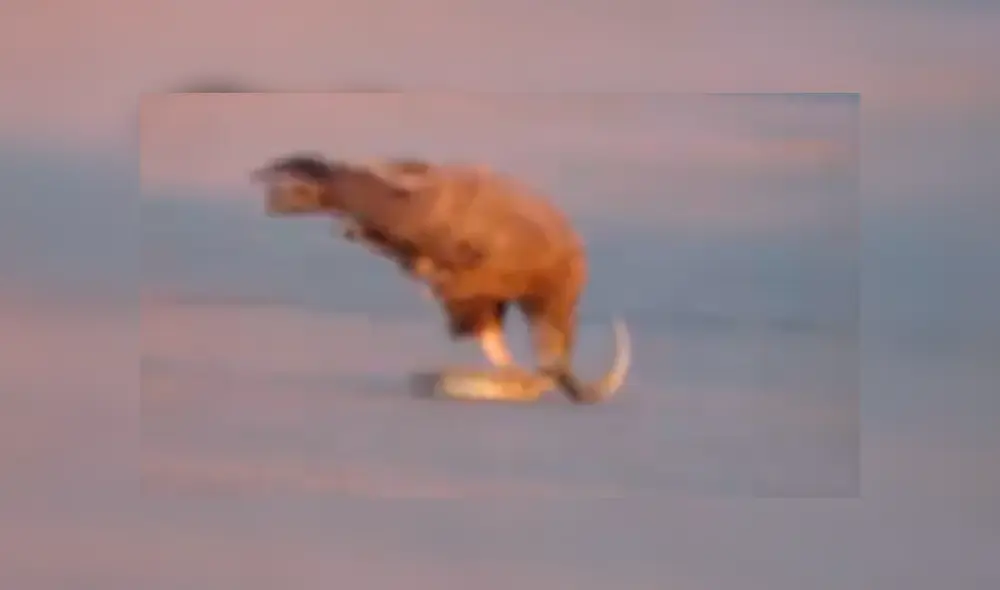 Video es viral en Facebook. Pese a los esfuerzos de la serpiente, el águila terminó imponiéndose y lo que sucedió después sorprendió a todos en las redes sociales. Foto: Captura.