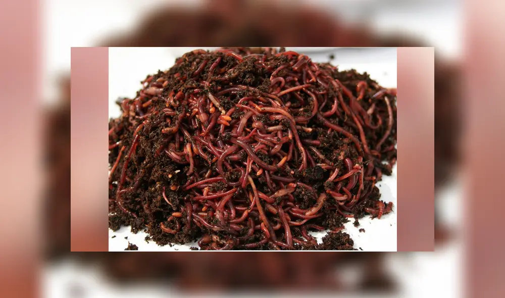 Video se viralizó en YouTube. Un hombre terminó con los pelos de punta al descubrir cientos de aterradoras criaturas desplazándose por el piso de su cocina. Video se viralizó en YouTube. Un hombre terminó con los pelos de punta al descubrir cientos de aterradoras criaturas desplazándose por el piso de su cocina.