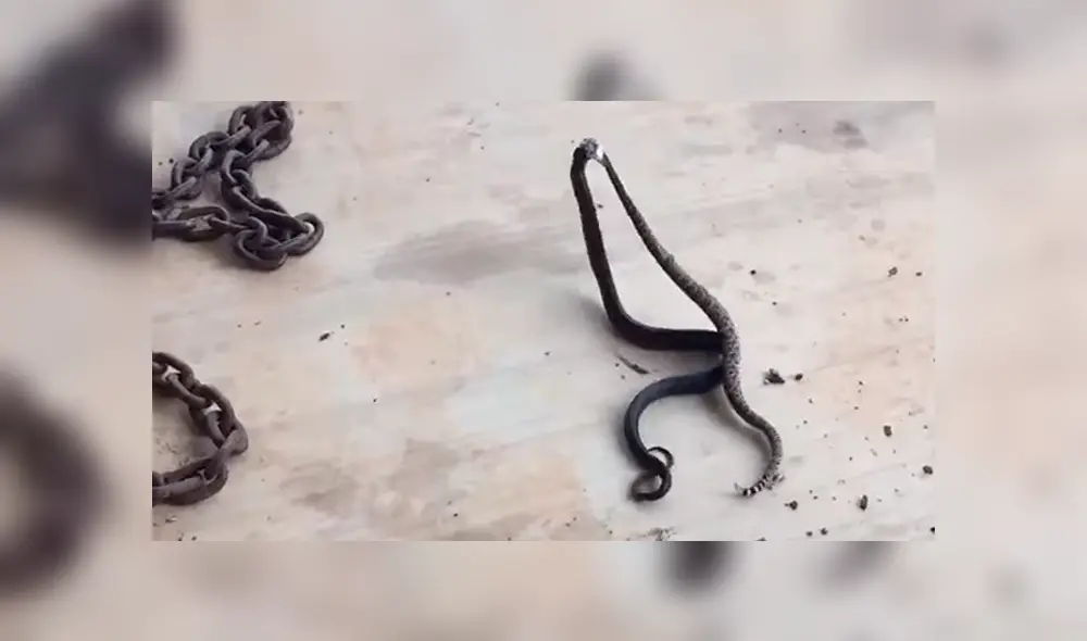 Parece que venenosas serpientes pelean, se acercan y descubren la horrible verdad [VIDEO]