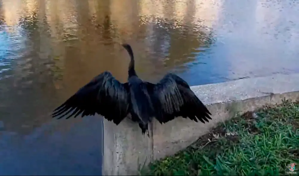 Desliza las imágenes para ver el rescate del ave en una laguna de Florida. Foto: captura de YouTube Desliza las imágenes para ver el rescate del ave en una laguna de Florida. Foto: captura de YouTube